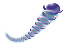 File:Rgai2.1.png